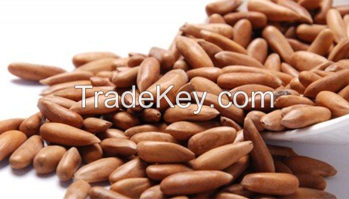 Pine Nut - Chilgoza, Kernal