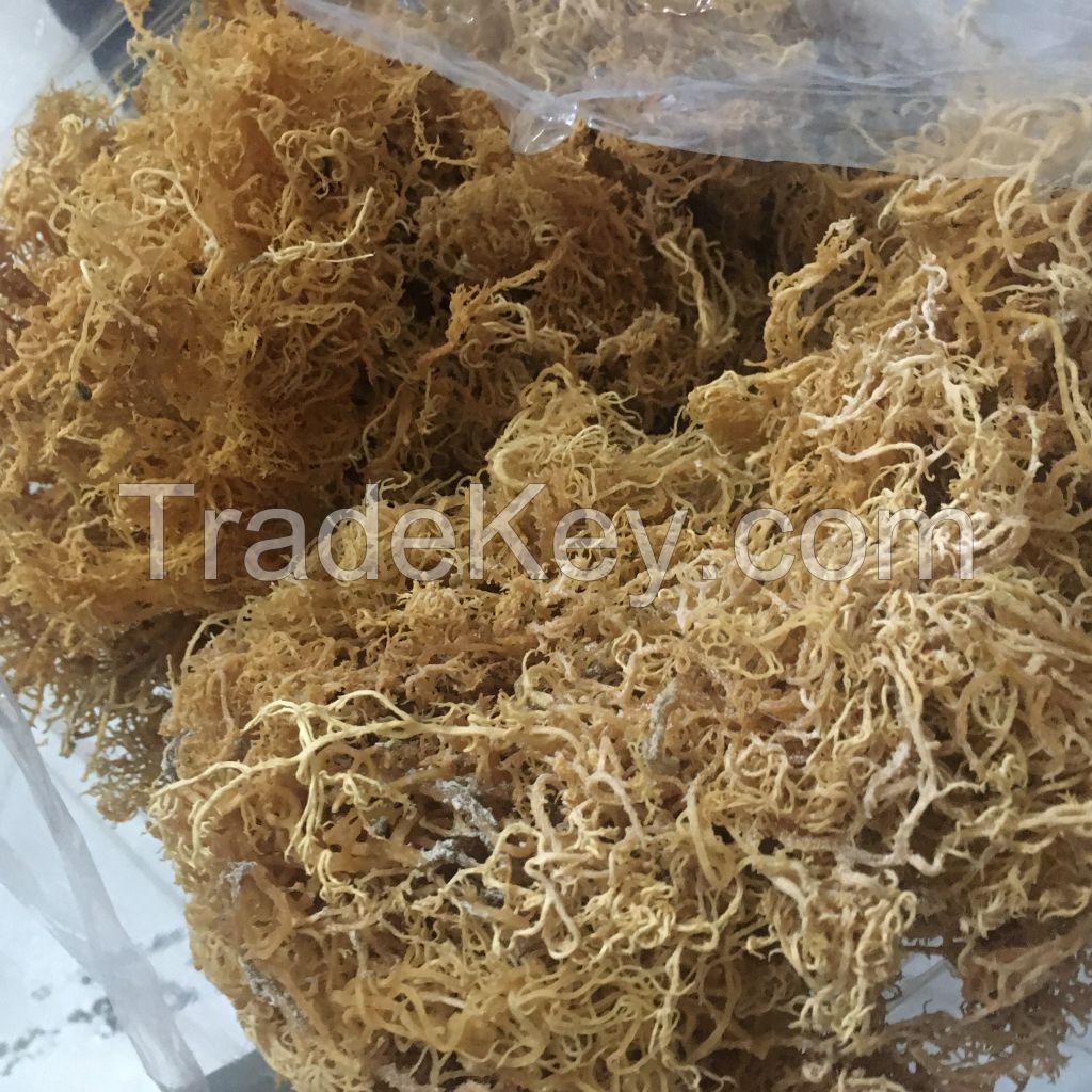 Sea  Moss