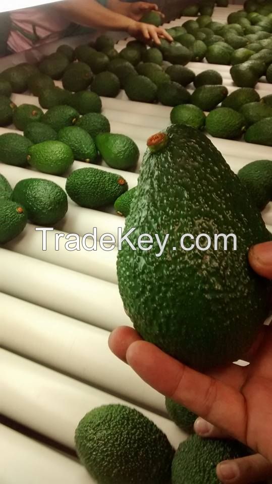 ORGANIC FRESH HASS AVOCADO