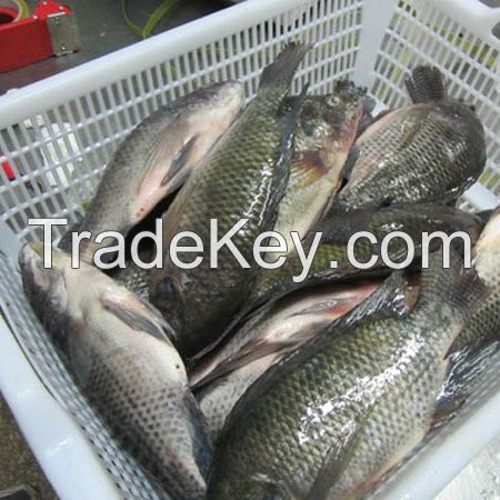 Fish Frozen fresh red seabream fish 300-500g for seafood importers