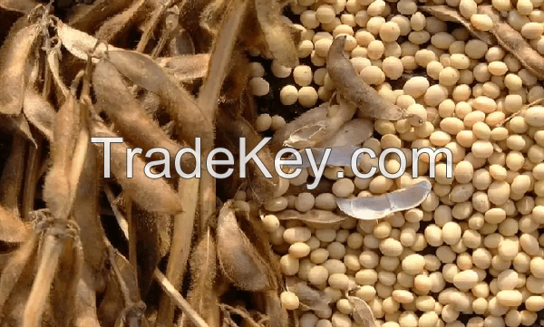 Soya Beans