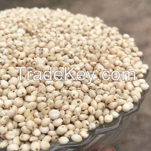 Sorghum (Guinea Corn, millet)