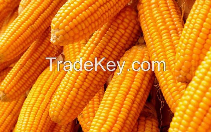 Maize (Corn, Agbado)