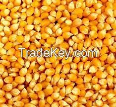 Dry Yellow corn (maize)