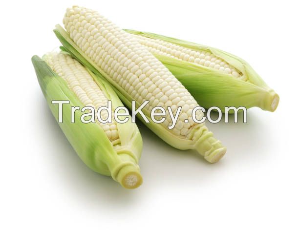 White Corn Available in Bulk for Sale