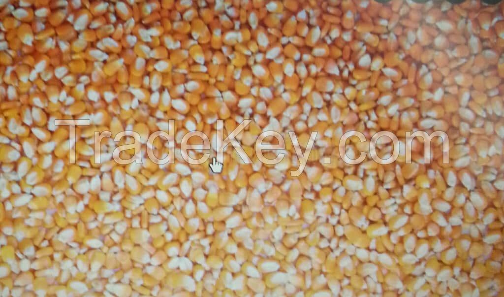 Yellow corn