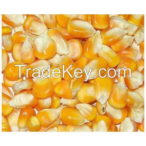 Quality Yellow Corn