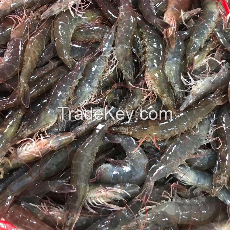 Hot Sale 15% OFF Guarantee Frozen Giant River Shrimp 900gr