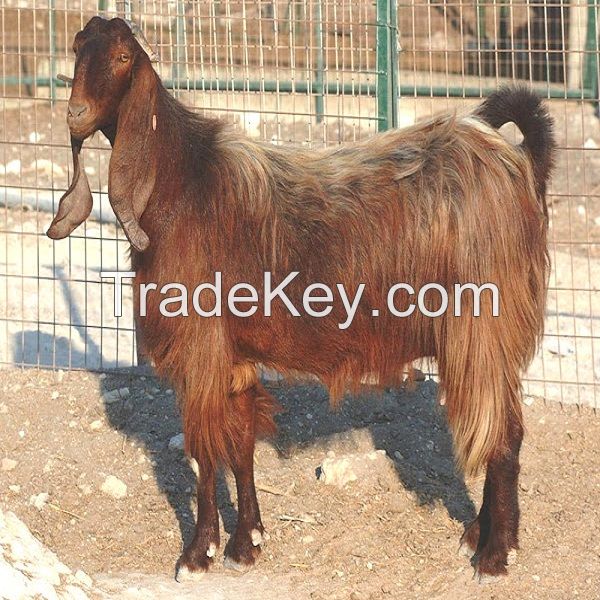 Alive healthy Damascus and Cyprus Shami Goats for sale with best prices