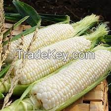 Corn (maize)