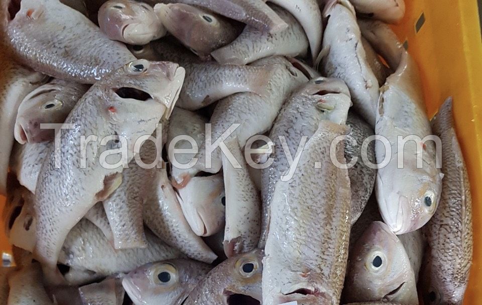 Frozen Golden Threadfin Bream