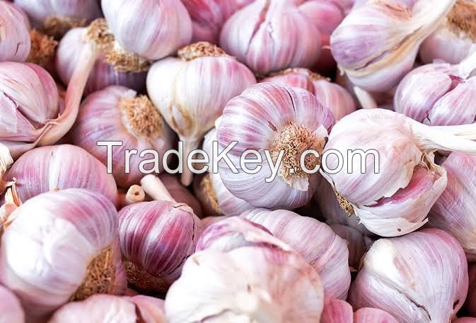 Garlic, Welsh onion, Chinese onion