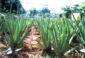 Aloe Extract