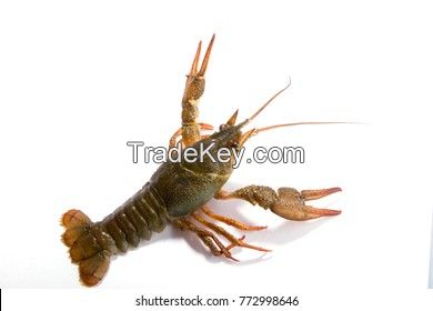 crayfish