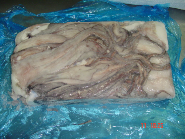 Frozen Giant Squid Tentacles