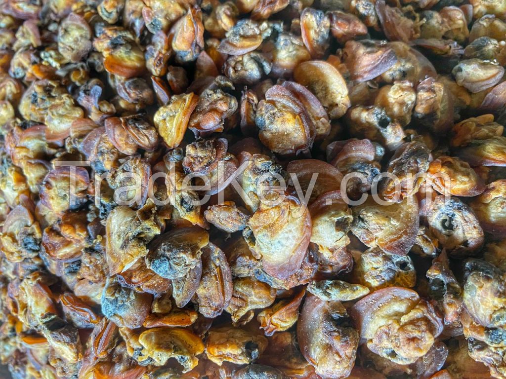 Dried Sea snail