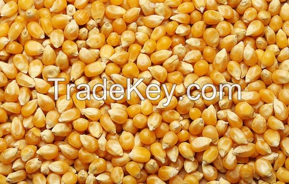 Yellow Maize