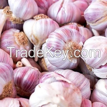 Garlic