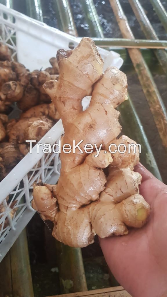 Fresh ginger