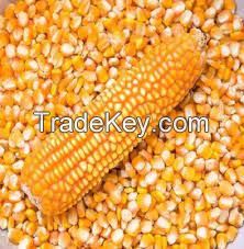 maize