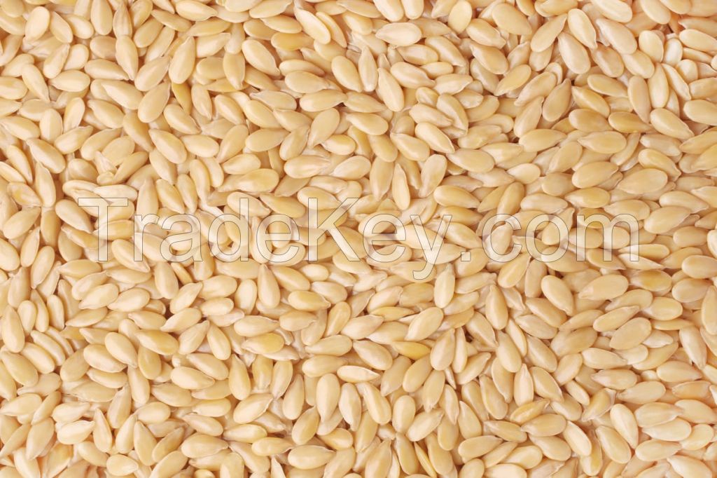 SESAME SEEDS