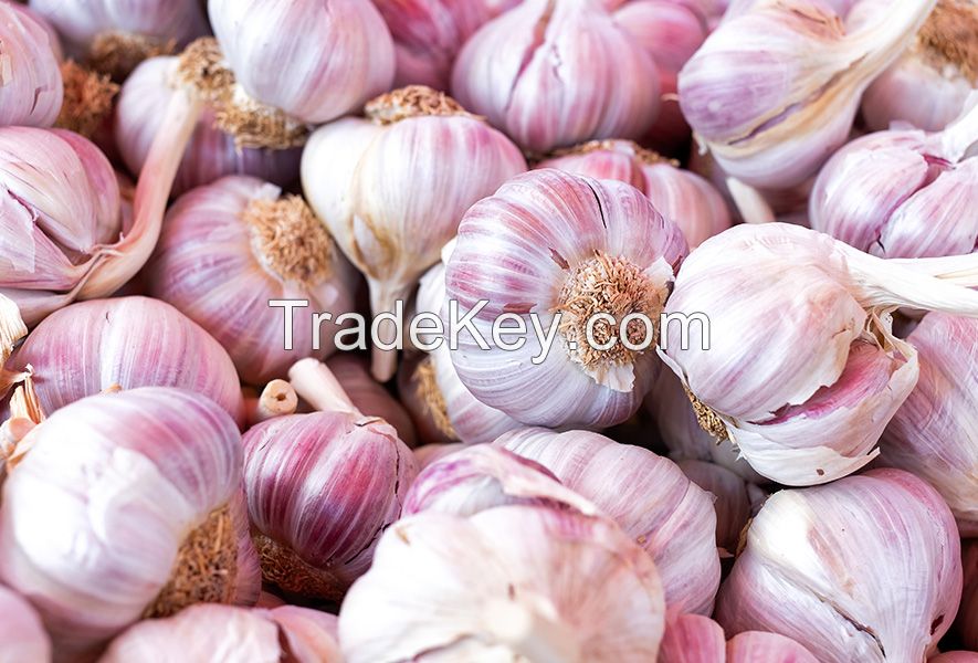 GARLIC