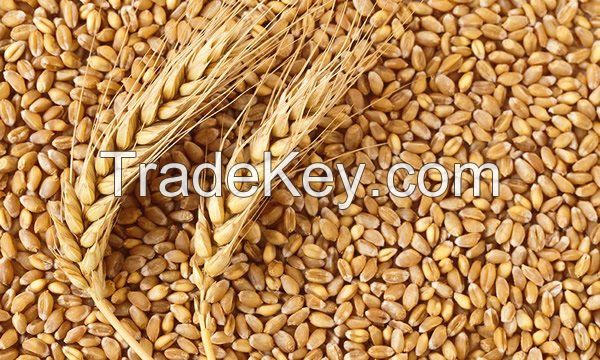 WHEAT GRAINS