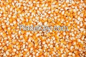 Dried Yellow Corn