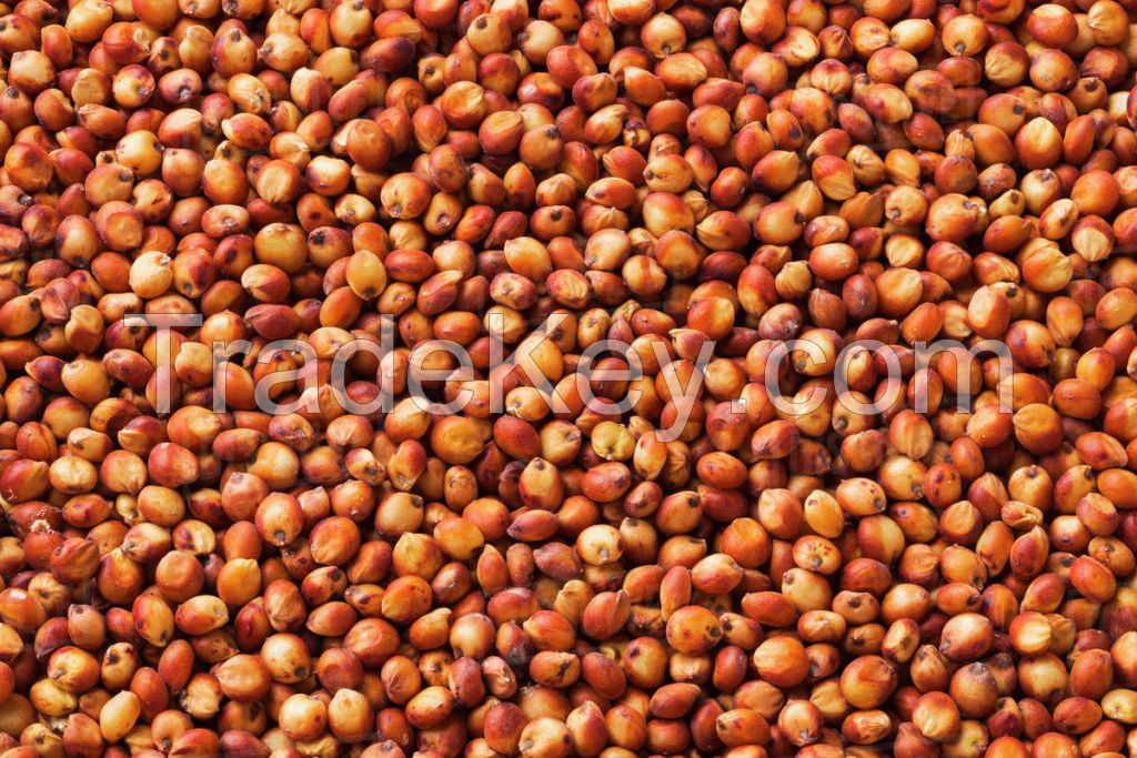 Sorghum