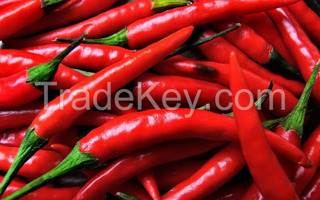 Chili pepper(legon18)