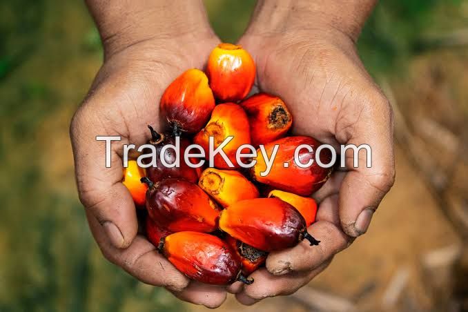 Palm oil