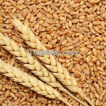 QAULITY DURUM WHEAT