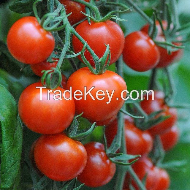 FRESH TOMATOES IN VIETNAM WITH HOT PRICE