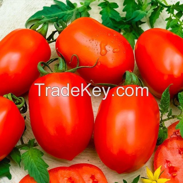 FRESH TOMATOES IN VIETNAM WITH HOT PRICE