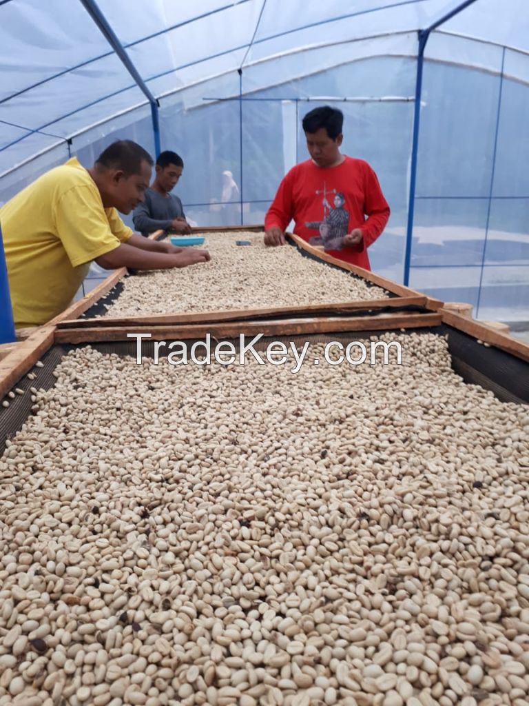 Green bean gayo coffee beans