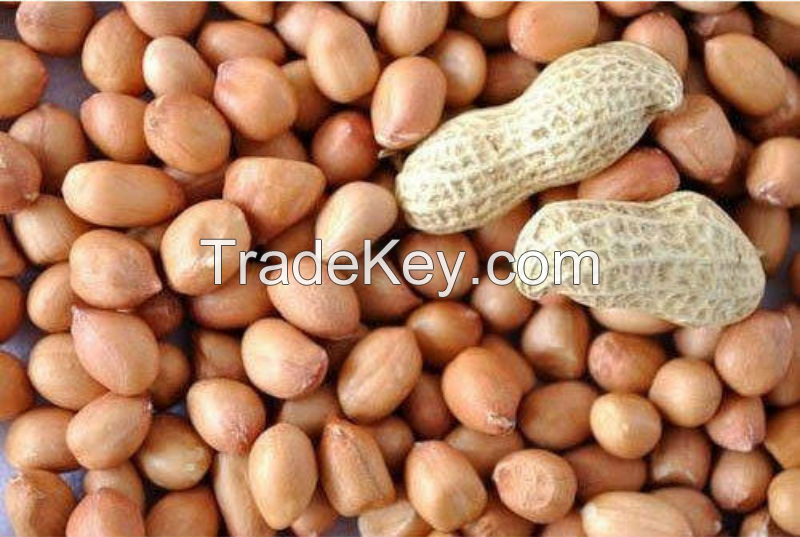 Groundnut