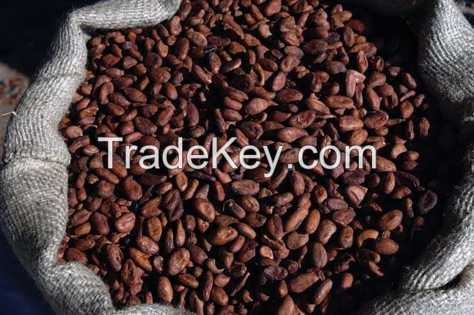 Cocoa seed 