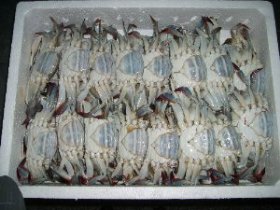 frozen swimming crab