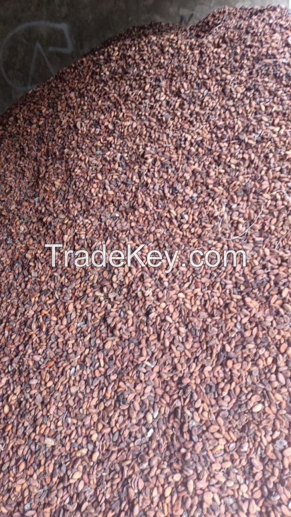 high quality cocoa beans dried Grade A