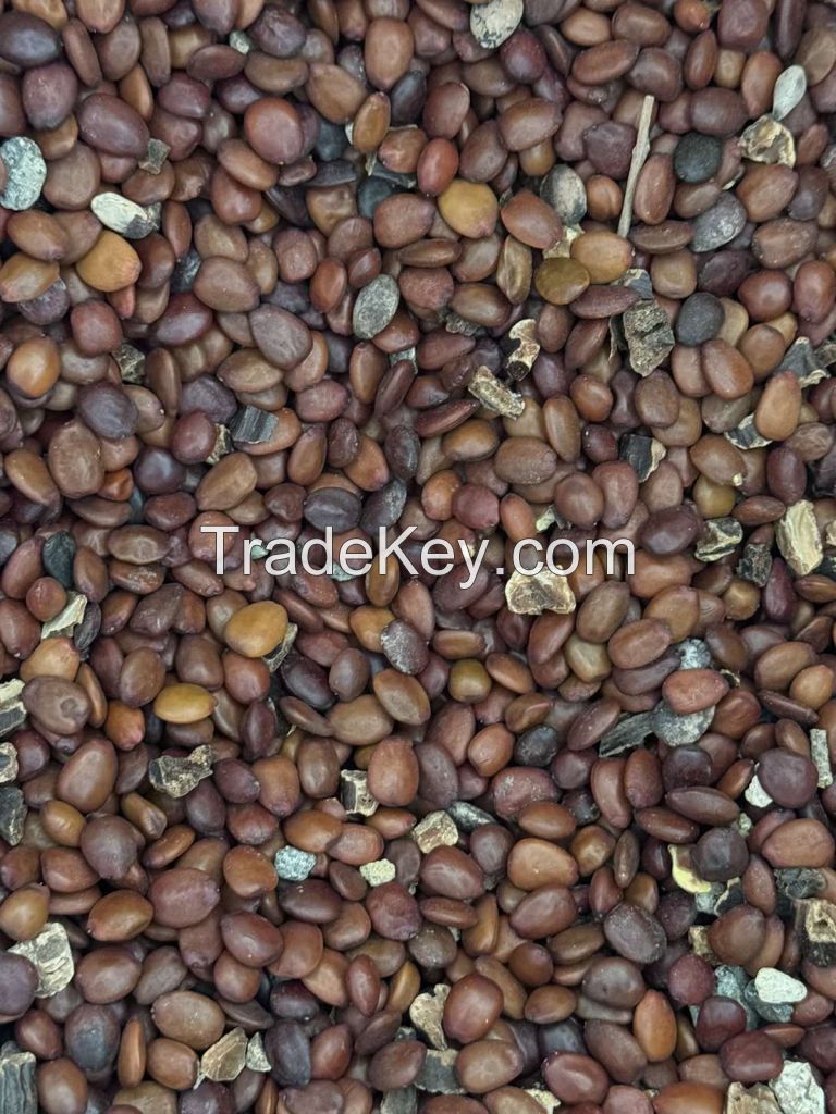 CAROB SEED