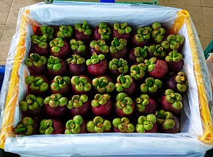 Fresh Mangosteen