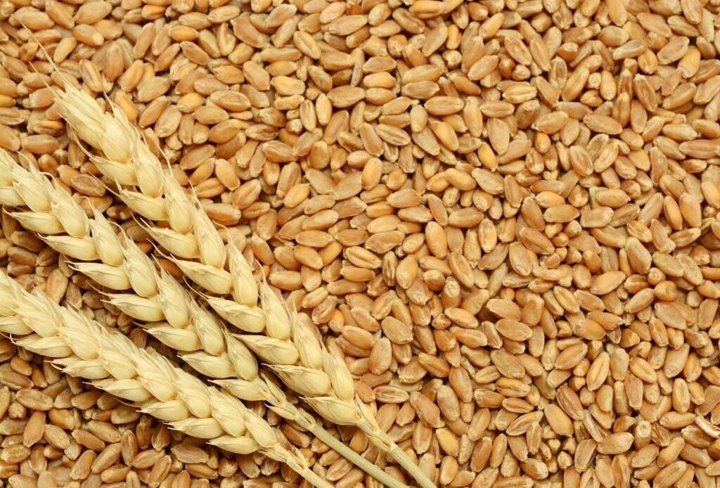 WHEAT Grain