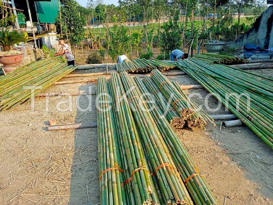 Solid dried bamboo poles for gardening and construction from Vietnam