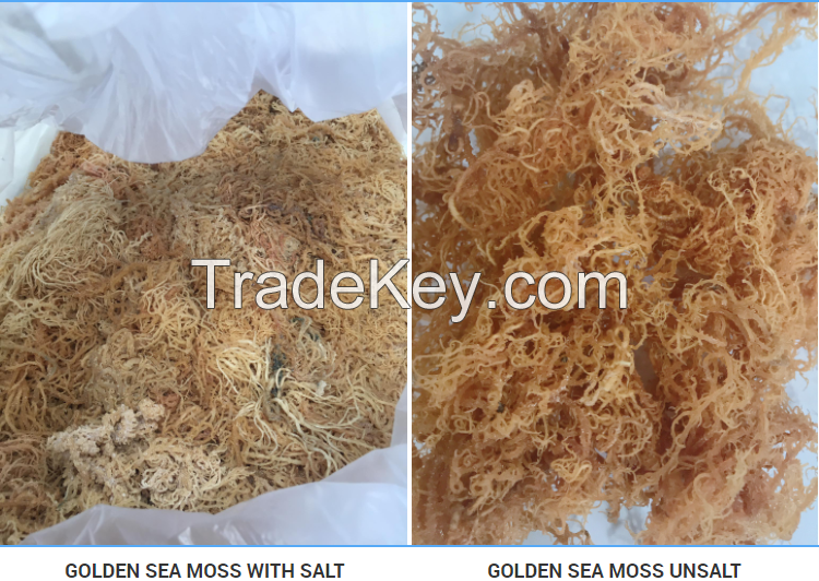 High Quality Organic Irish Seamoss Best Price Dried Seamoss Made In Vietnam Good For Health