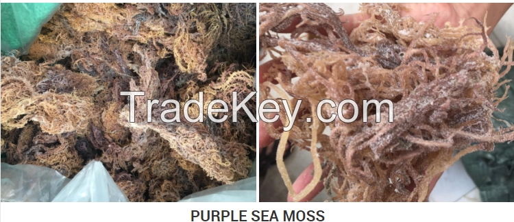 Pure Raw Seamoss / Irish Sea Moss Soap Made in Vietnam