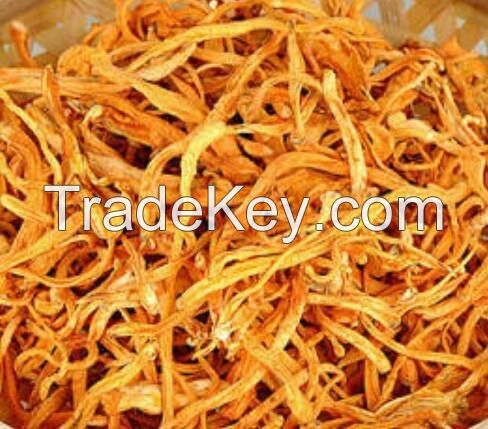 cordyceps Militaris