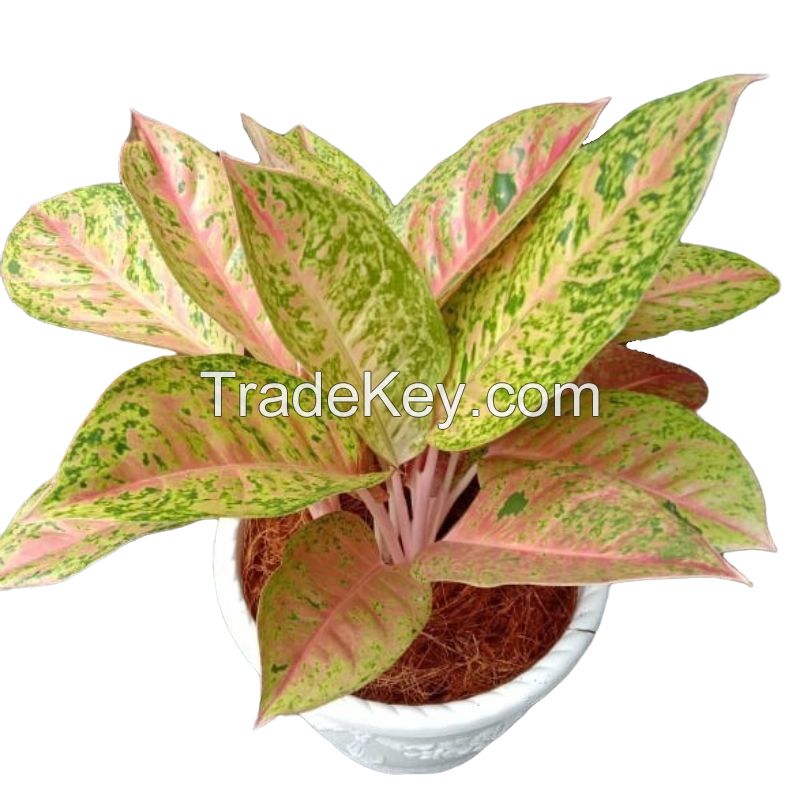 AGLONEMA BIG ROY (Live Ornamental Plant)