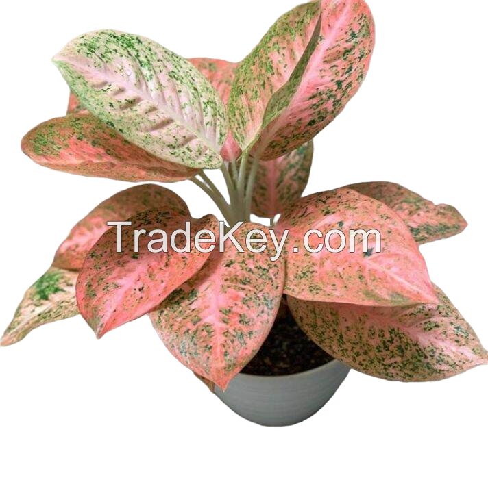 AGLONEMA ORANGE STARDUST (Live Ornamental Plant)