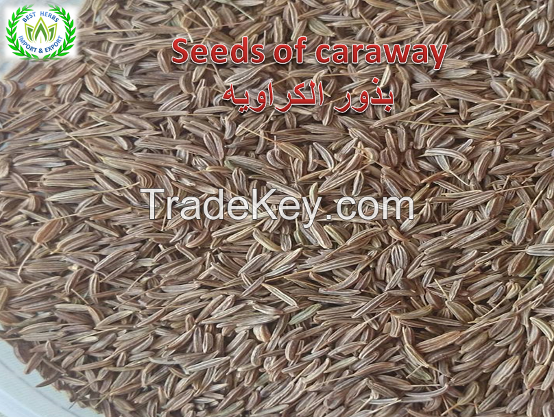 caraway for export