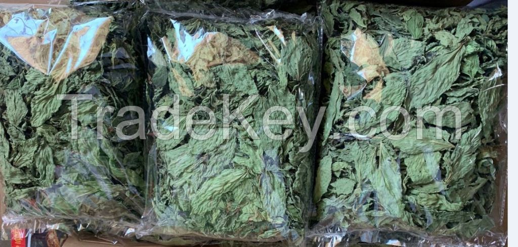 Molokhia Dried leaves  for export production new